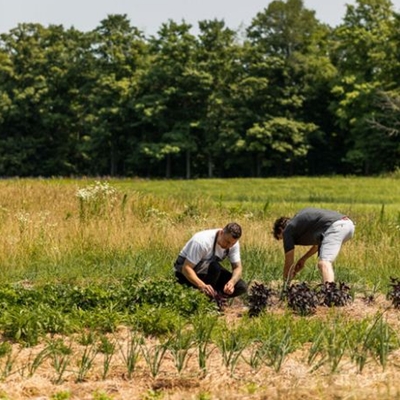 Picking fresh vegetables from their farm
